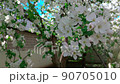 Spring time with apple tree in bloom and bees around 90705010