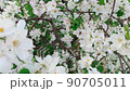 Blooming apple tree in spring time with bees around 90705011