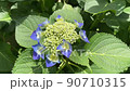 Flower hydrangea 90710315