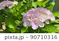 Flower hydrangea 90710316