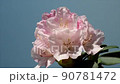 Ishikusuhana swaying in the wind Zoom out 90781472