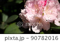 Ishikusuhana swaying in the wind Slow motion 0.5x speed 90782016