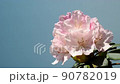 Ishikusuhana swaying in the wind Slightly elevated slow motion 0.5x speed 90782019