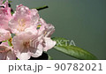 Ishikusuhana swaying in the wind Slightly bird's-eye view Slow motion 0.5x speed 90782021