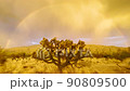 Arizona desert monsoon season with rainbow and cholla cactus.  90809500