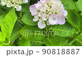 Hydrangea after the rain 90818887