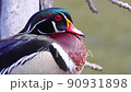 A close up of a resting wood duck on a log at the river in Calgary bird sanctuary. 90931898