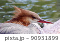 A close up of a resting female common merganser on a log a the river at the Calgary bird sanctuary. 90931899