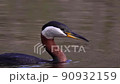 A slow motion of a  Red-necked grebe diving at a lake in Calgary, Alberta, Canada during the Spring season. A Red-necked grebe is a migratory aquatic bird found in the temperate regions of the norther 90932159