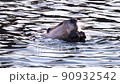 American coot a mud hen or pouldeau bird, a bird of the family Rallidae. 90932542