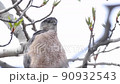 A close up to a Falcon or a Red-necked falcon 90932543