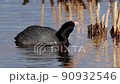 American coot a mud hen or pouldeau bird, a bird of the family Rallidae. 90932546