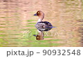 A female common goldeneye or simply goldeneye (Bucephala clangula) is a medium-sized sea duck of the genus Bucephala. 90932548