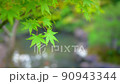 Shaking early summer blue maple 90943344