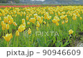 Extensive tulip fields 90946609