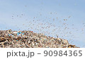 A flock of birds circles over the city dump 90984365