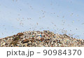 Many birds fly over the landfill 90984370