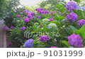 繡球花 220617_FX60359 91031999