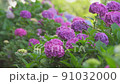 繡球花 220617_FX60358 91032000
