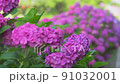 繡球花 220617_FX60354 91032001