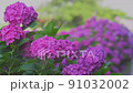 繡球花220617_FX60353 91032002