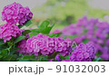 繡球花220617_FX60351 91032003
