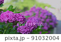 繡球花220617_FX60350 91032004