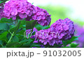繡球花 220617_FX60349 91032005