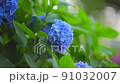 繡球花 220617_FX60348 91032007