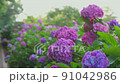繡球花 220617_FX60367 91042986