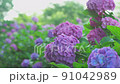 繡球花 220617_FX60362_02 91042989