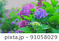 繡球花 220617_FX60375 91058029
