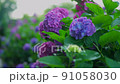 繡球花 220617_FX60374 91058030