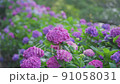 繡球花 220617_FX60372 91058031