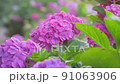 繡球花 220617_FX60378 91063906