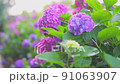 繡球花 220617_FX60377 91063907