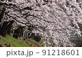 桜　01 91218601