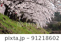 桜　02 91218602