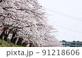 桜　05 91218606