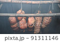 Homemade Ham hangs on hooks wooden in the smokehouse 91311146