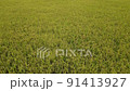 Aerial view of golden rice field during daylight.Drone flies over yellow agriculture rice field. 91413927
