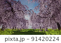 櫻花 櫻 賞櫻 91420224