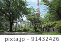 在初夏公園的樹木中看到的東京塔 91432426