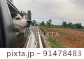 The Dog looks out the open window of the car. 91478483
