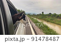 The Dog looks out the open window of the car. 91478487