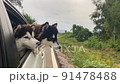 The Dog looks out the open window of the car. 91478488