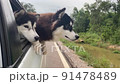 The Dog looks out the open window of the car. 91478489