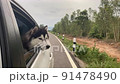 The Dog looks out the open window of the car. 91478490