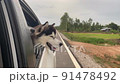 The Dog looks out the open window of the car. 91478492
