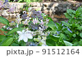Hydrangea swaying in the wind 91512164